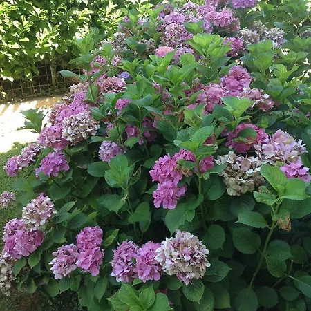 Le Tre Querce Romano D'Ezzelino