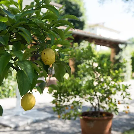 Le Tre Querce Romano D'Ezzelino