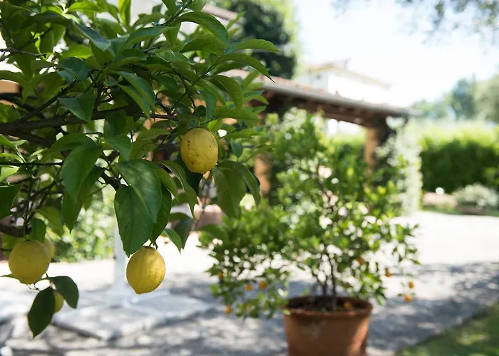 Le Tre Querce Romano D'Ezzelino