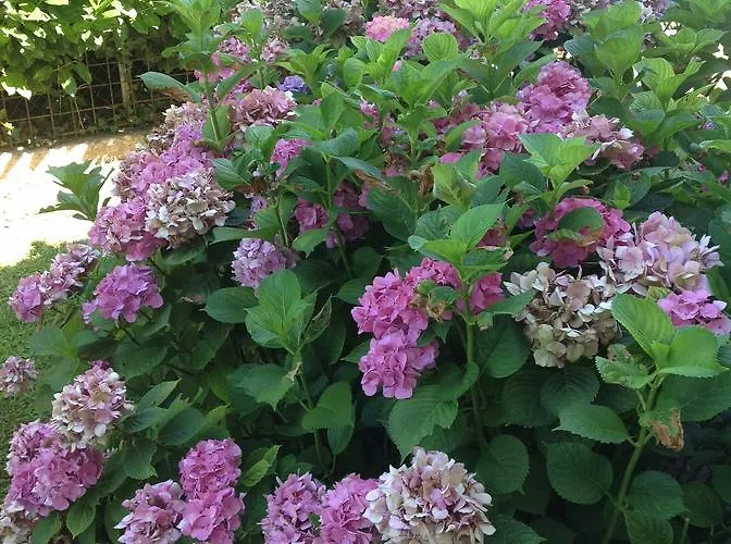 Le Tre Querce Romano D'Ezzelino